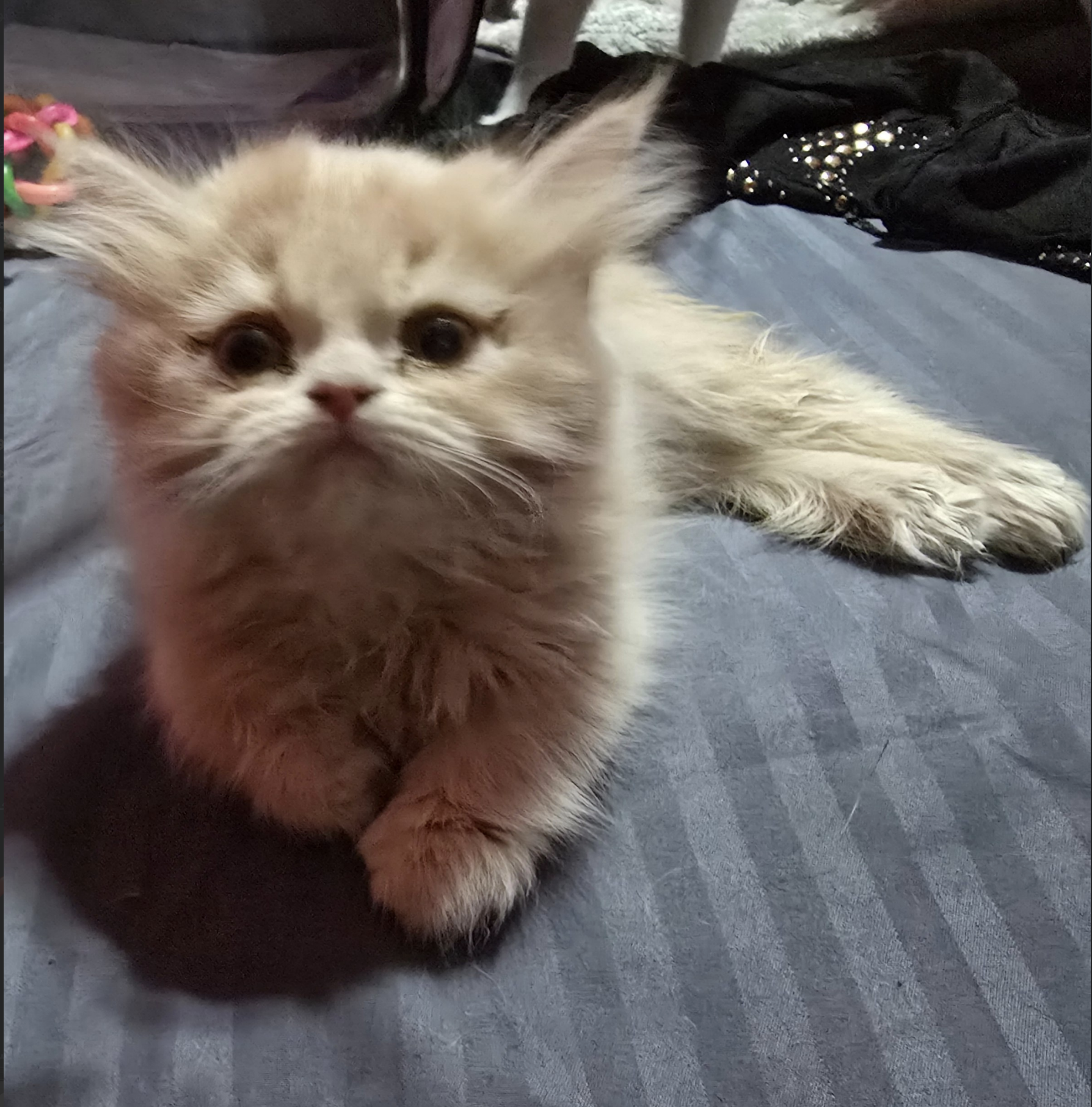 Tooti